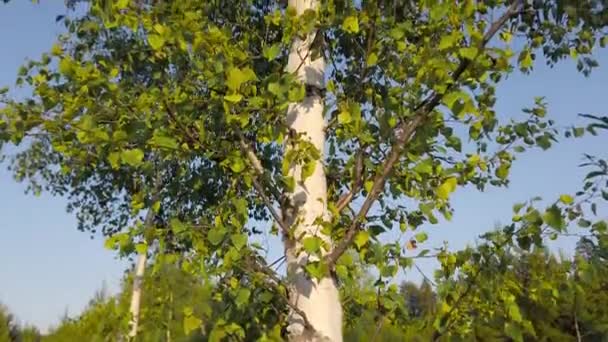 俄罗斯森林中一只长有绿叶的桦树的禁止录像 — 图库视频影像