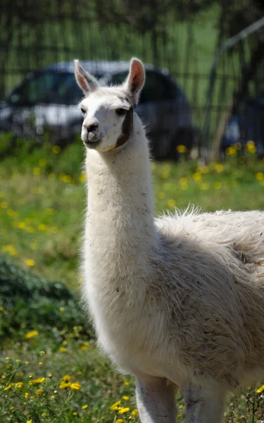 屋外動物園ラマ ラマ — ストック写真