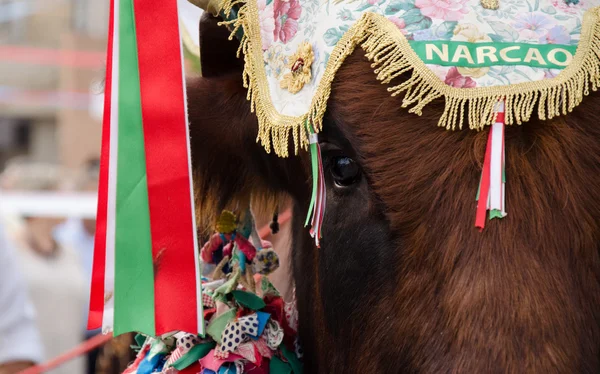 サルデーニャの民俗 — ストック写真