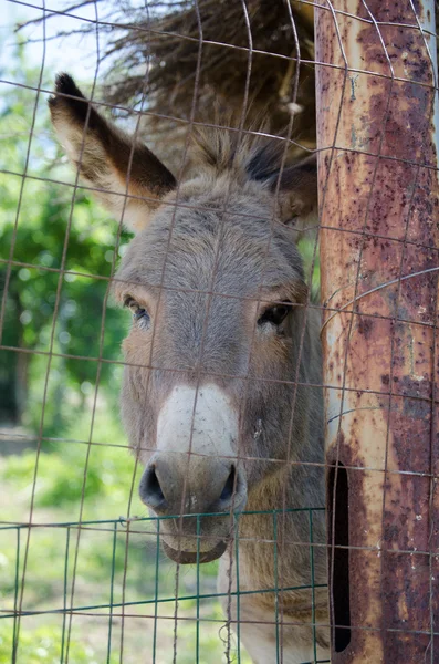 灰色のイタリア サルデーニャ ロバ — ストック写真