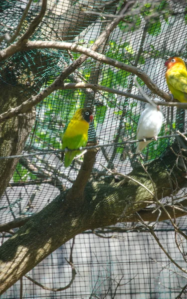 Güzel yeşil papağan cennet papağanı — Stok fotoğraf