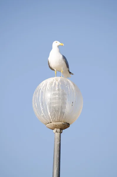 Uma gaivota empoleirado uma lâmpada contra um céu azul brilhante — Fotografia de Stock
