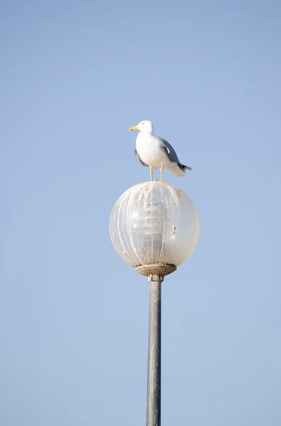 Чайка села на лампу, установленную против ярко-голубого неба — стоковое фото