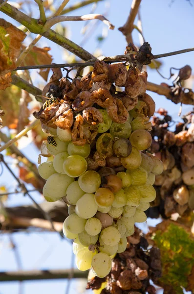 Grandine danni sul grappolo di uva — Foto Stock