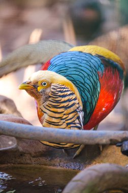 Golden pheasant ülkenin doğada.