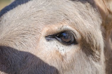 Gri İtalyan Sardunya eşek