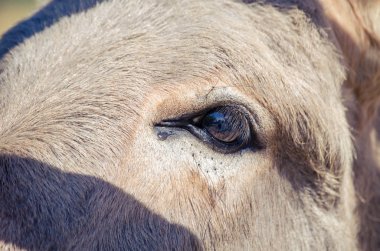 Gri İtalyan Sardunya eşek