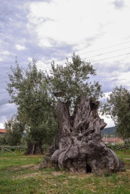 bir ahşap Illustrated'in zeytin ağacı