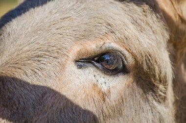 Gri İtalyan Sardunya eşek