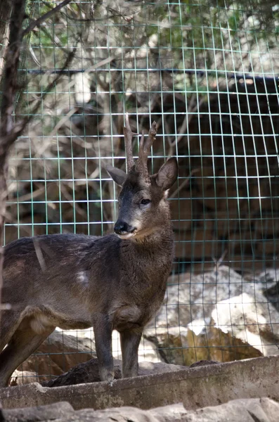 Un ciervo en el zoológico — Foto de Stock