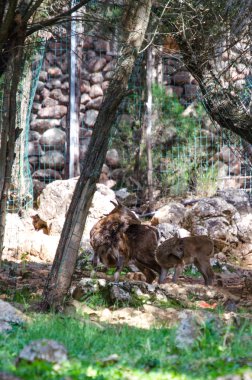 Hayvanat bahçesinde bir geyik