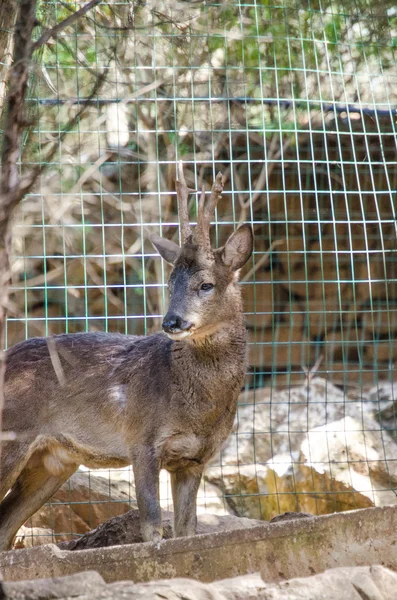 Un ciervo en el zoológico — Foto de Stock