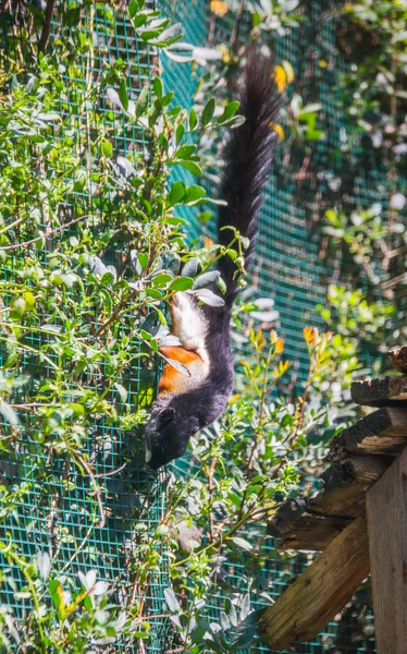 Siyah dev sguirrel — Stok fotoğraf