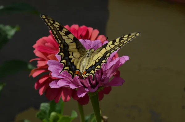 꽃봉오리 나비 — 스톡 사진