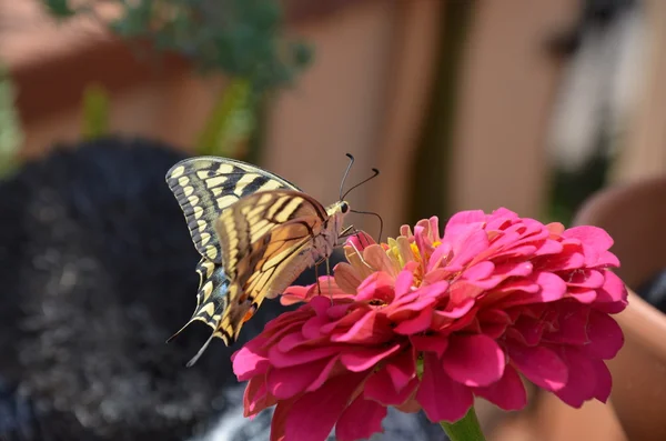 Крупный план Бабочка на Цветок — стоковое фото