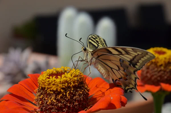Closeup borboleta na flor — Fotografia de Stock