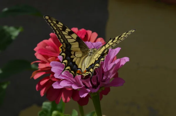 花の上で蝶を閉じる — ストック写真