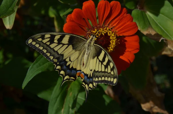 Gros plan Papillon sur fleur — Photo