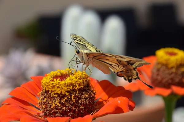 꽃봉오리 나비 — 스톡 사진