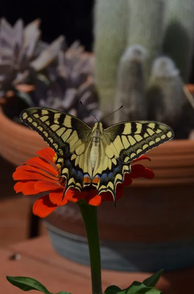 花の上で蝶を閉じる — ストック写真