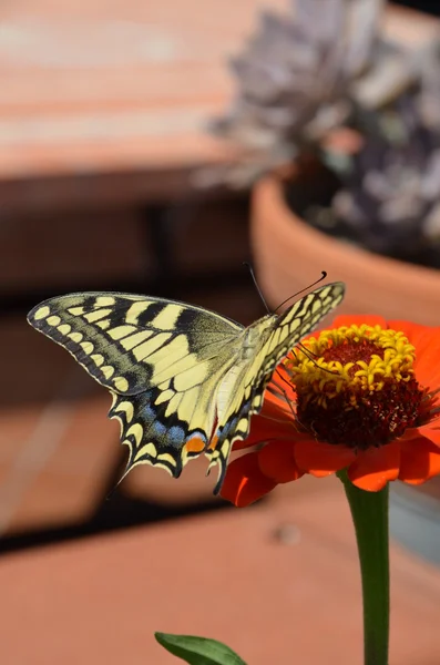 花の上で蝶を閉じる — ストック写真