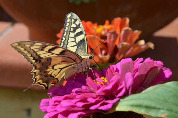 Primer plano Mariposa en flor — Foto de Stock