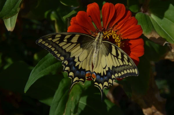Primer plano Mariposa en flor — Foto de Stock