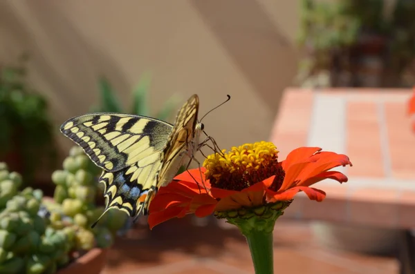 花の上で蝶を閉じる — ストック写真