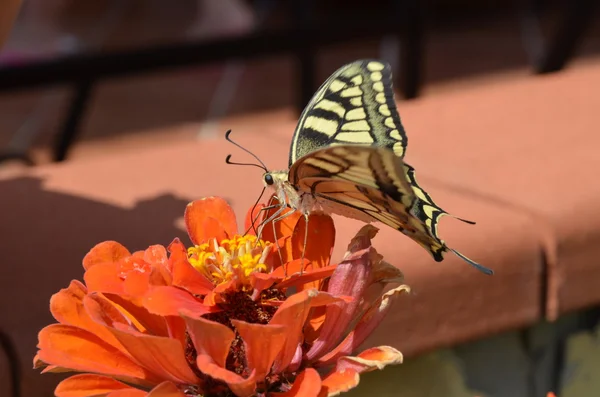 花の上で蝶を閉じる — ストック写真