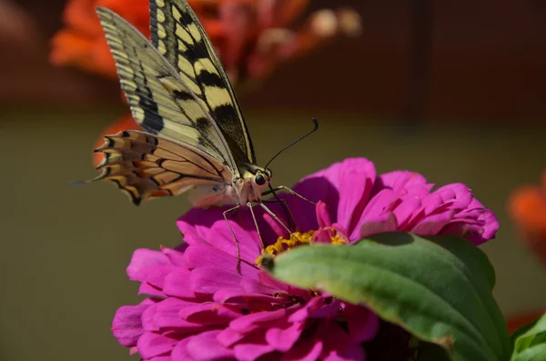 Gros plan Papillon sur fleur — Photo