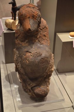 Mısır Torino Müzesi 'nde mumyalar, eserler ve Mısır bulguları sergileniyor.