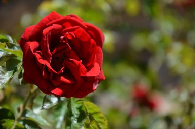 Bahçedeki çiçekler, Marburg (Almanya)