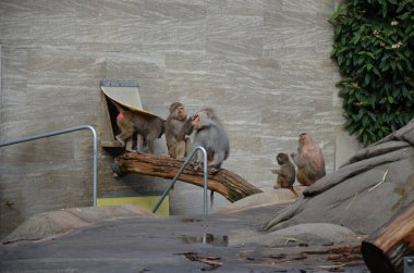 Vahşi Hamadryas babunu, Frankfurt hayvanat bahçesi (Almanya)