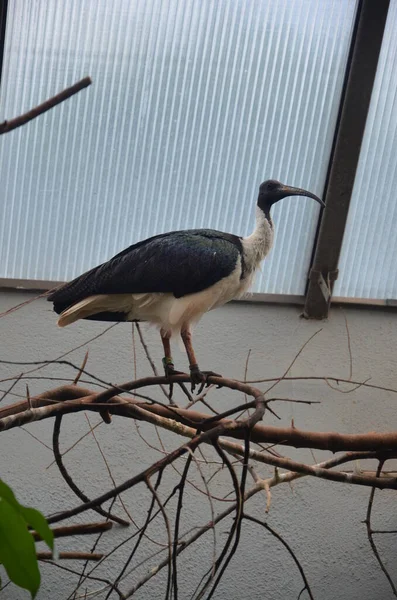 Чорні Голови Ібіс Або Threskiornis Melanocephalus — стокове фото