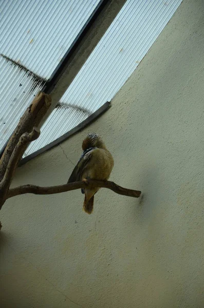 Animaux Frankfut Main Zoo Allemagne — Photo