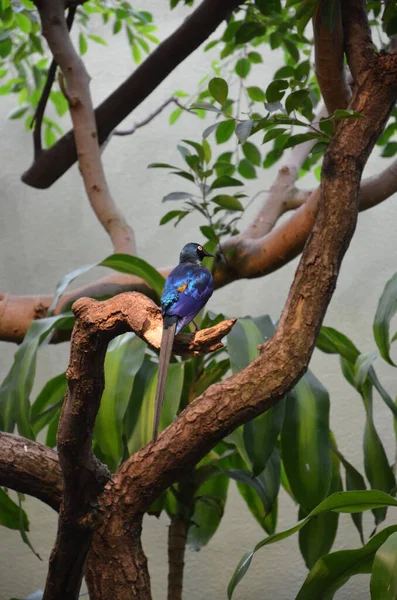 Zwierzęta Frankfut Main Zoo Niemcy — Zdjęcie stockowe