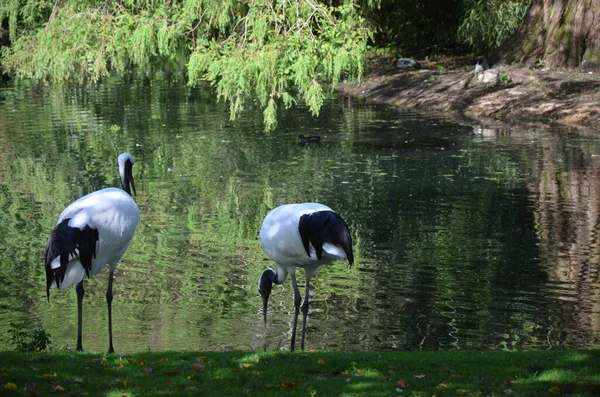 White Naped Crane Grus Vipio Frankfurt Zoo — Stock Photo, Image