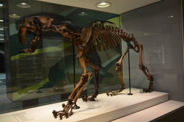 Frankfurt 'taki Senckenberg Müzesi' nin iç manzarası