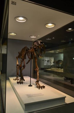 Frankfurt 'taki Senckenberg Müzesi' nin iç manzarası