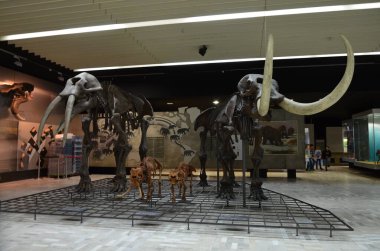 Frankfurt 'taki Senckenberg Müzesi' nin iç manzarası