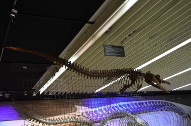 Frankfurt 'taki Senckenberg Müzesi' nin iç manzarası