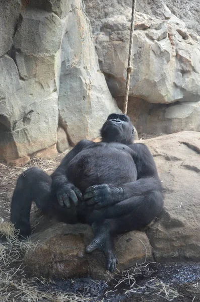 Goryl Gorilla Goryl Zoo Frankfurcie — Zdjęcie stockowe