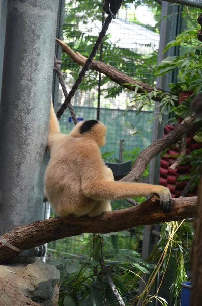 Djur Frankfut Main Zoo Tyskland — Stockfoto