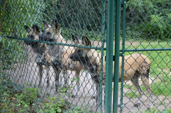 Állatok Itt Frankfut Main Zoo Németország — Stock Fotó