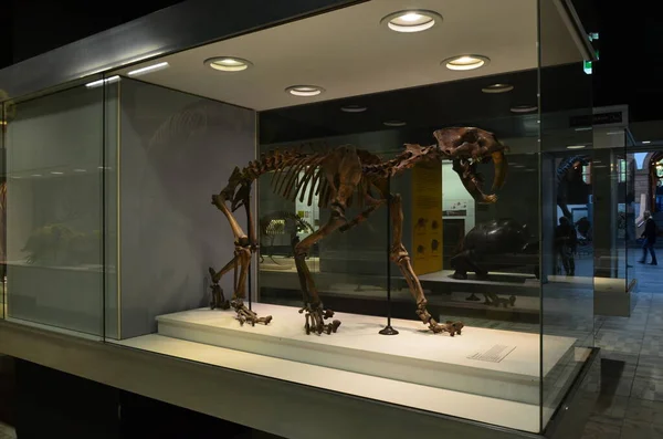 Innenansicht Des Senckenberg Museums Frankfurt — Stockfoto