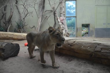Afrika aslanı Frankfurt hayvanat bahçesinde dinleniyor.
