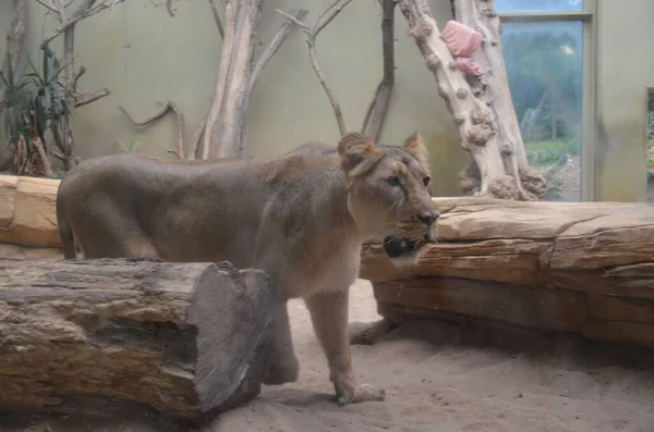 León Africano Relajándose Zoológico Frankfurt — Foto de Stock