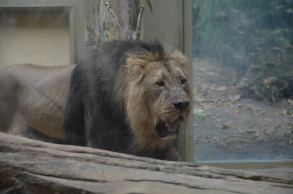 African Lion Relaxing Frankfurt Zoo — Stock Photo, Image