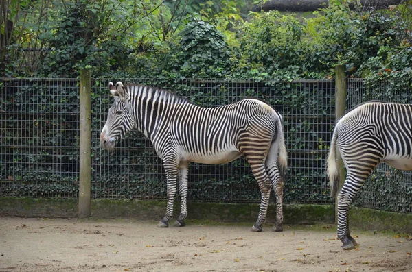 Grevy Zebra Equus Grevyi Zoológico Frankfurt — Fotografia de Stock