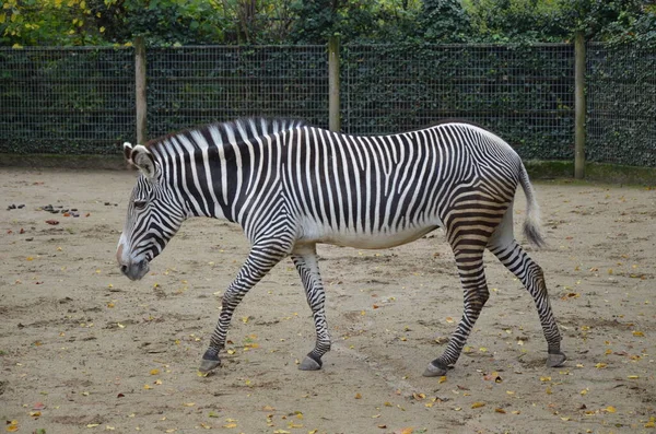 Grevy Zebra Equus Grevyi Frankfurt Zoo — Stock Photo, Image